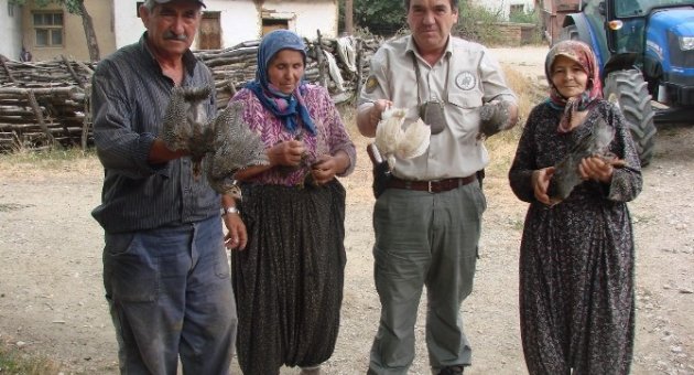 Bilecik’te Kene Avı İçin Köylülere Ücretsiz 200 Beç Tavuğu Dağıtıldı