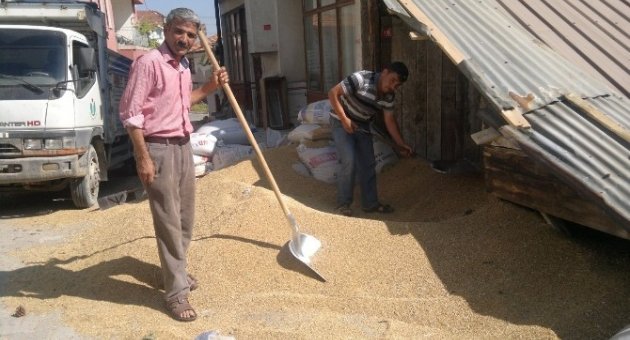 Buğdayda Rekolte Ve Kalite Düşük
