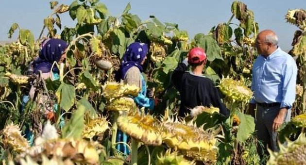 Çakırözer Ayçiçeği Tarlasında