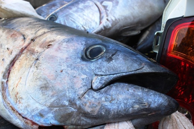 Çanakkale’de Kaçak Avlanmayla Yakalanan 400 Kilo Orkinosa El Konuldu