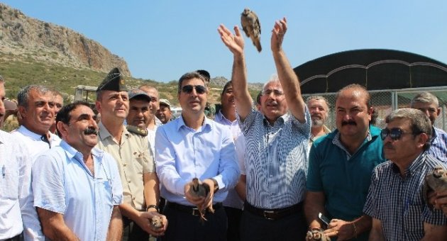 Ceyhan’da 500 Keklik Doğayla Buluştu