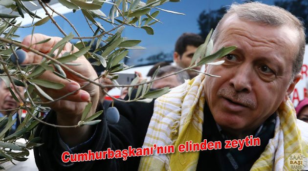 Cumhurbaşkanı Erdoğan'ın ellerinden zeytin
