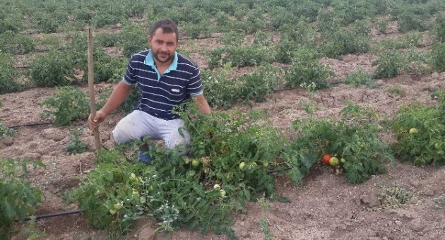 Damlama Sistemi İle TEK Başına 8 Dekar Domatesi Suluyor