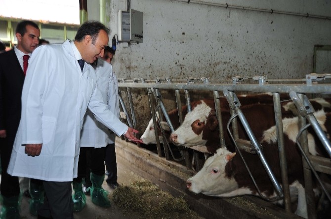 DAP Ve Çiftçi Örgütlerinden Çiftçilere Bedelsiz Proje Desteği
