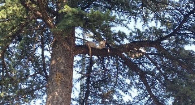 Demirci’de Kedi Operasyonu