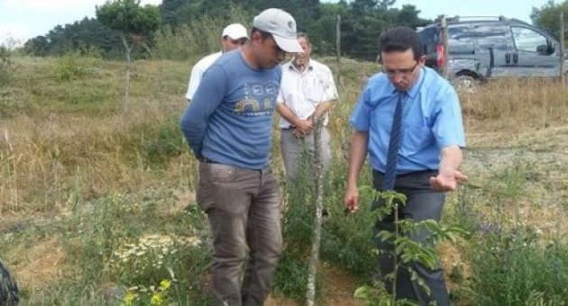 Devrekani’de Ceviz Bahçeleri İncelendi