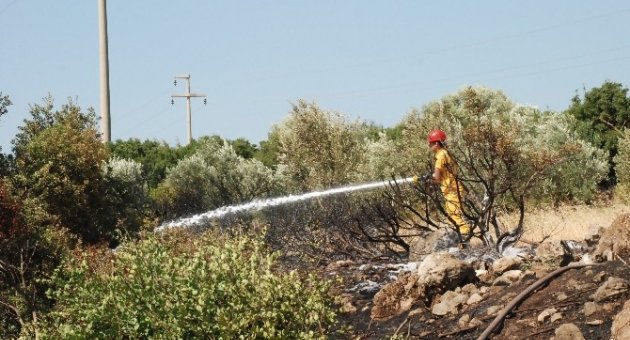 Didim’de 40 Dekar Tarım Arazisi Zarar Gördü