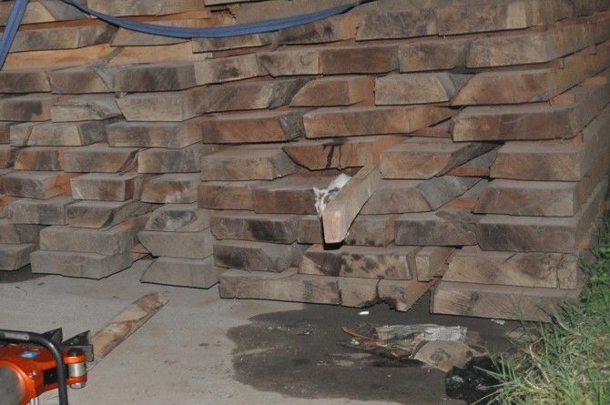 Gece Yarısı Kedi Kurtarma Operasyonu