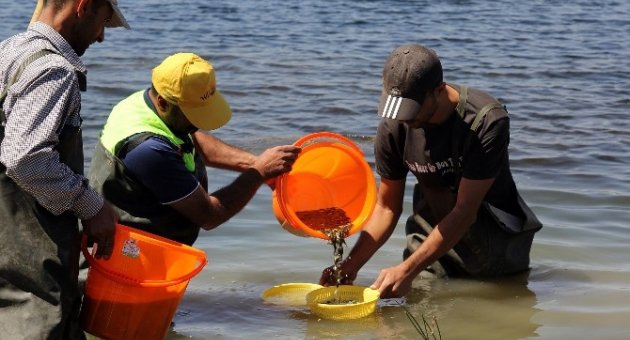 Göletlere 100 Bin Yavru Balık Bırakıldı