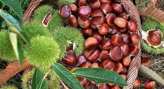 Görgülü’den Aydınlılara Coğrafi İşaret Çağrısı