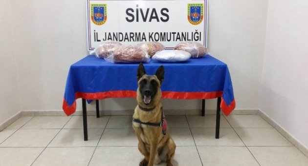 Gürün’de 5 Kilo Esrar Ele Geçirildi