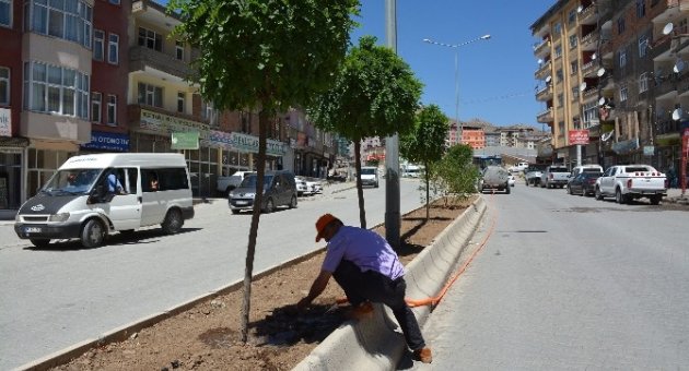 Hakkari’de Ağaç Sulama Çalışması