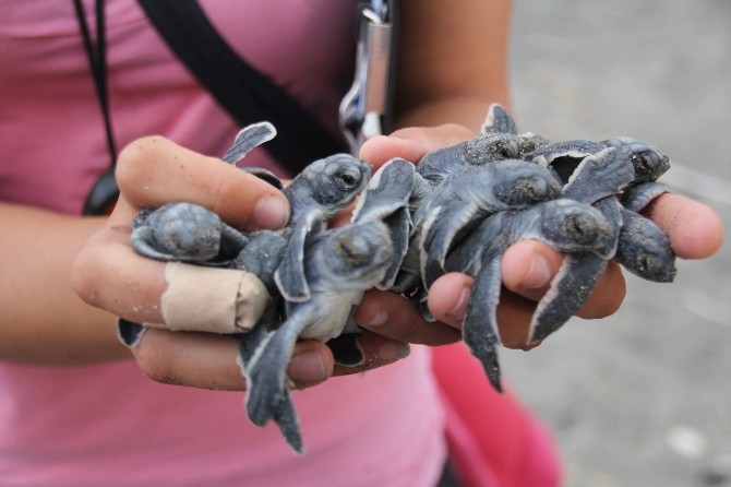 Hatay’da Caretta Carettalar Denizle Buluştu