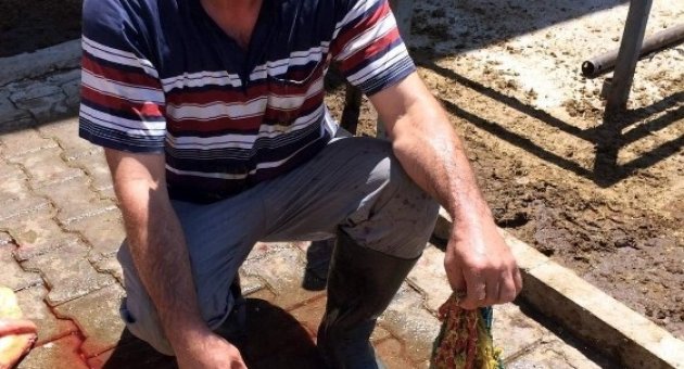 İneğin Karnından 10 Kilo Naylon Çıktı