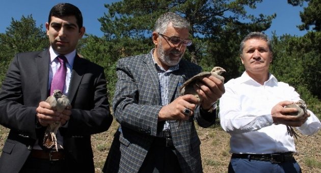 İnönü’de Doğaya Bin Keklik Salındı