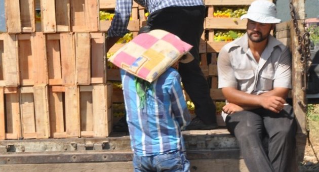 İslahiye De Üzüm Hasadı Başladı