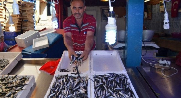 Karadeniz’e Hamsi Erken Geldi
