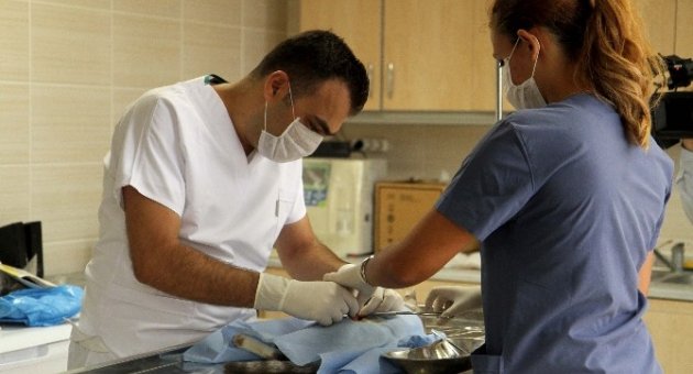Karşıyaka’da 300 Kedi Kısırlaştırıldı