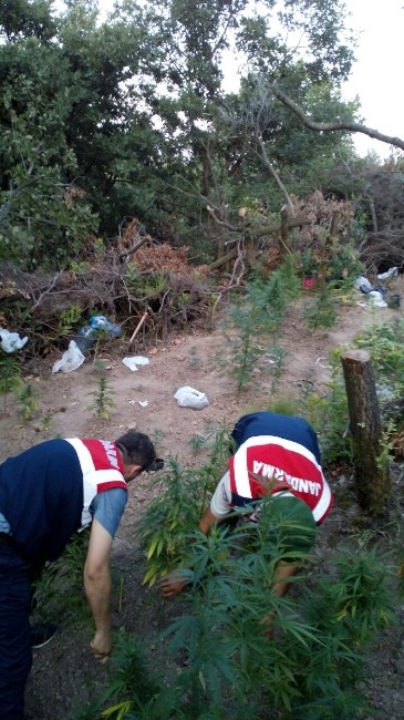 Kocaeli’de Kenevir Tarlasına Operasyon: 5 Gözaltı