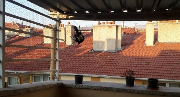 Kurtardıkları Kargayı Tedavi Ettiler