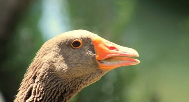 Muğla’da 764 Bin 386 Adet Kümes Hayvanı Var