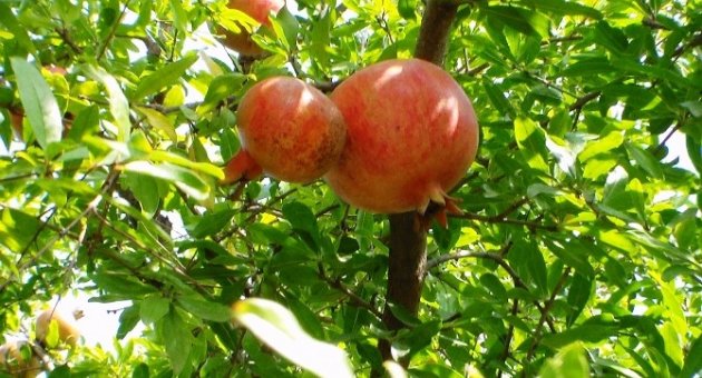 Narda Hasat Zamanı