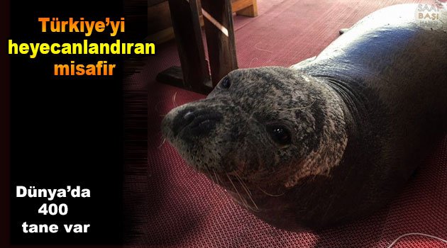 Nesli tükenen Akdeniz Foku Türk balıkçıların teknesine çıktı