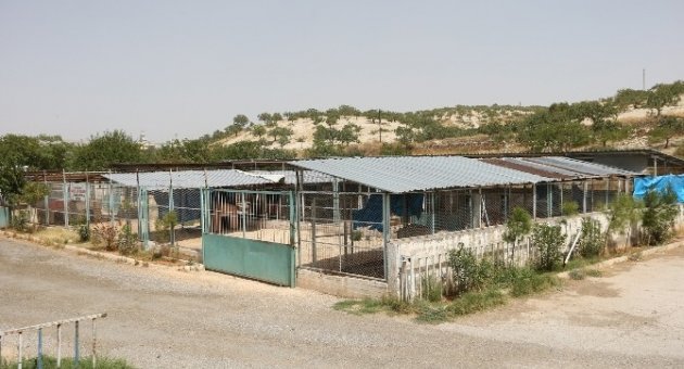 Nizip’teki Köpek Barınağı Bakıma Alındı