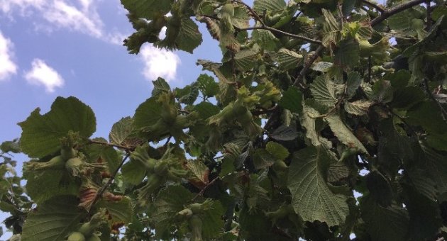 Ordu’da Fındık Toplama Tarihleri Açıklandı