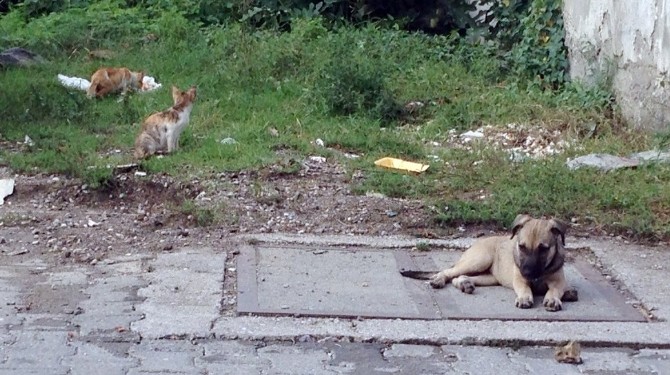 (Özel Haber) Kedi İle Köpeğin İmrendiren Dostluğu