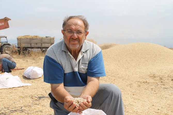 (Özel Haber) Nohutta Verim Düştü Fiyatlar Arttı