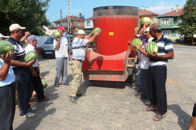 (Özel Haber) Tekirdağ’ın Meşhur Karpuzu Para Etmeyince Hayvanlara Yem Oldu