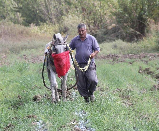 (Özel Haber) Teknolojiye İnat AT İle Çapa Yaparak 4 Çocuğunu Büyüttü