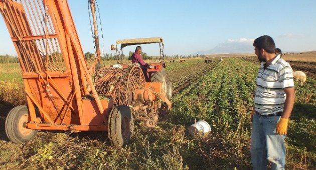 Pancar Sökümü Başladı