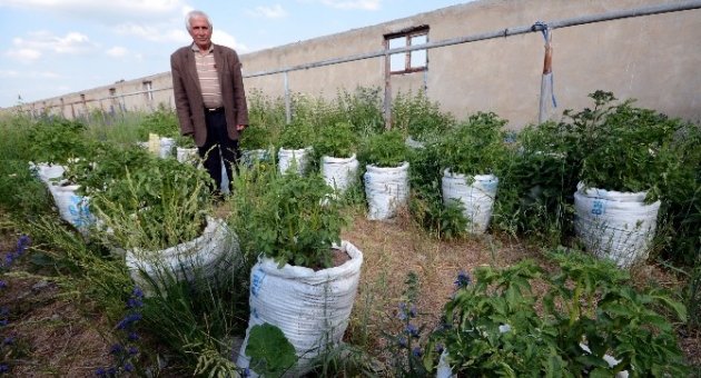Patatesleri UN Çuvalında Yetiştiriyor