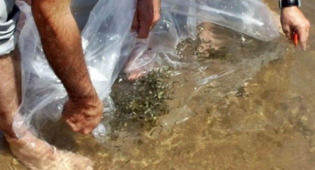 Sakarya’da Göletlere 53 Bin Sazan Balığı Yavrusu Bırakıldı