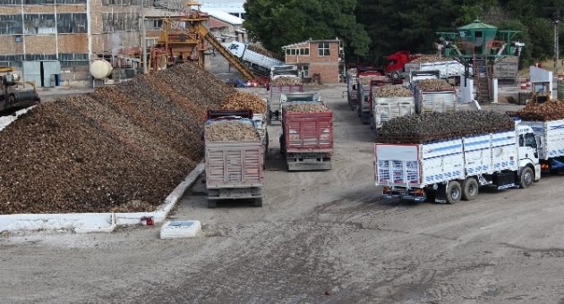 Şeker Pancarı Alım Kampanyası Başladı