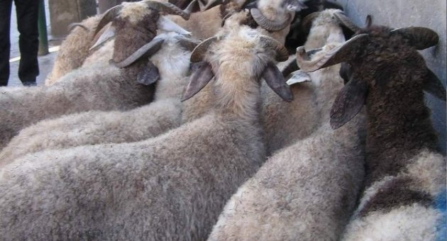 Siirt’te Kurban Satış Ve Kesim Yerleri Belirlendi