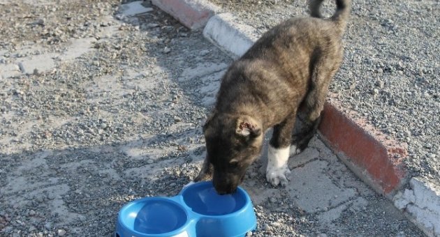Sokak Hayvanlarına Mama Verildi