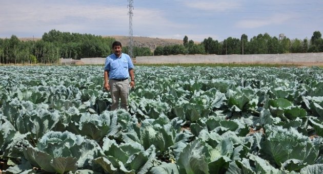 Tarlada Kalan Lahanalar Hayvanlara Yem Oluyor