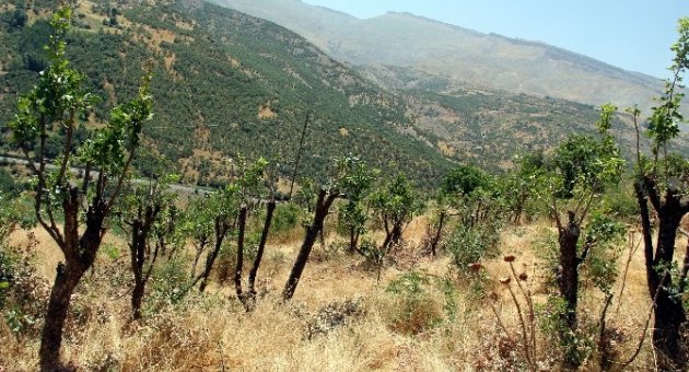 Yabani Bıttım Ağaçları Aşılandı