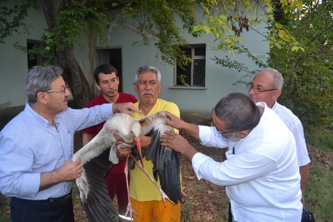 Yaralı Leylek Koruma Altına Alındı
