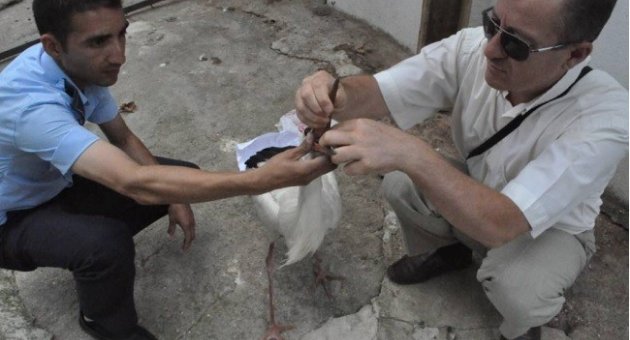 Yaralı Leylekleri Belediye Görevlileri Tedavi Etti