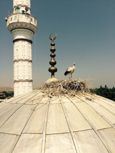 Yere Düşen Leylek Yuvasına Kavuşturuldu