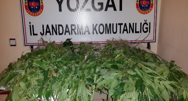 Yozgat İl Jandarma Komutanlığı 292 Kök Kenevir Ele Geçirdi